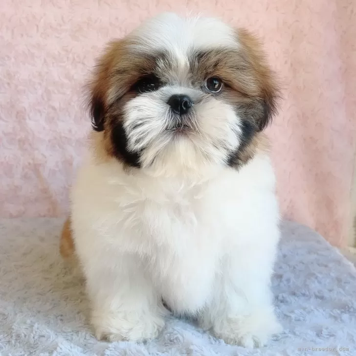 ID:2501-05366の子犬