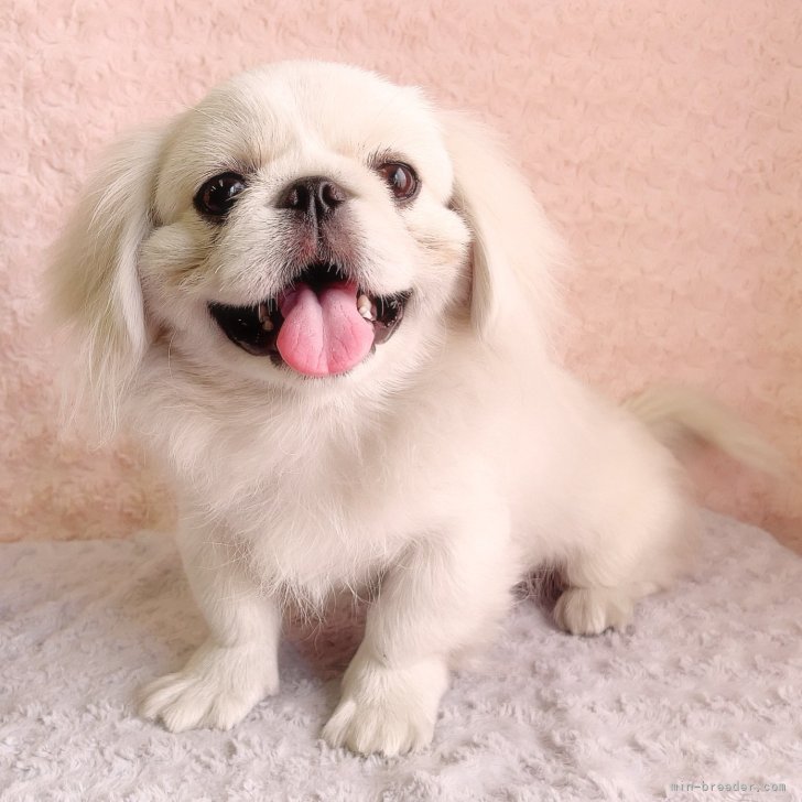 ペキニーズ【埼玉県・男の子・2025年2月9日・ホワイト&クリーム