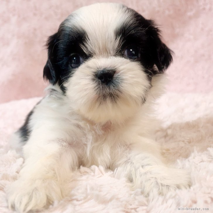 ぶーちゃん様確認ページです 赤ブーブー通信社 on X