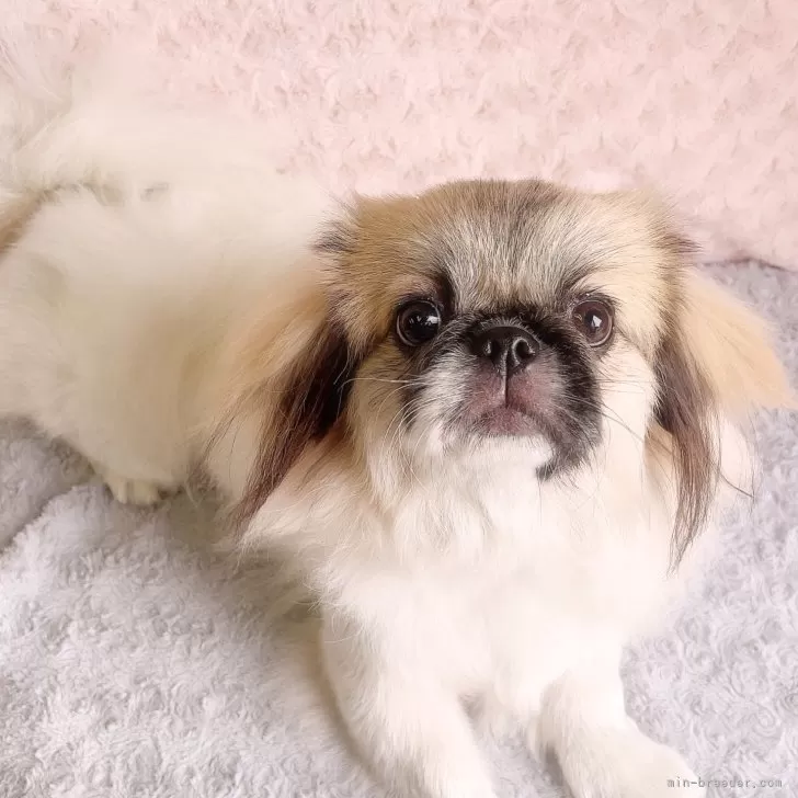 ID：2504-02373の子犬