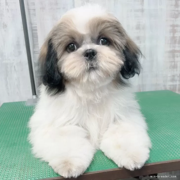 ゆうちゃん 様のお迎えした子犬
