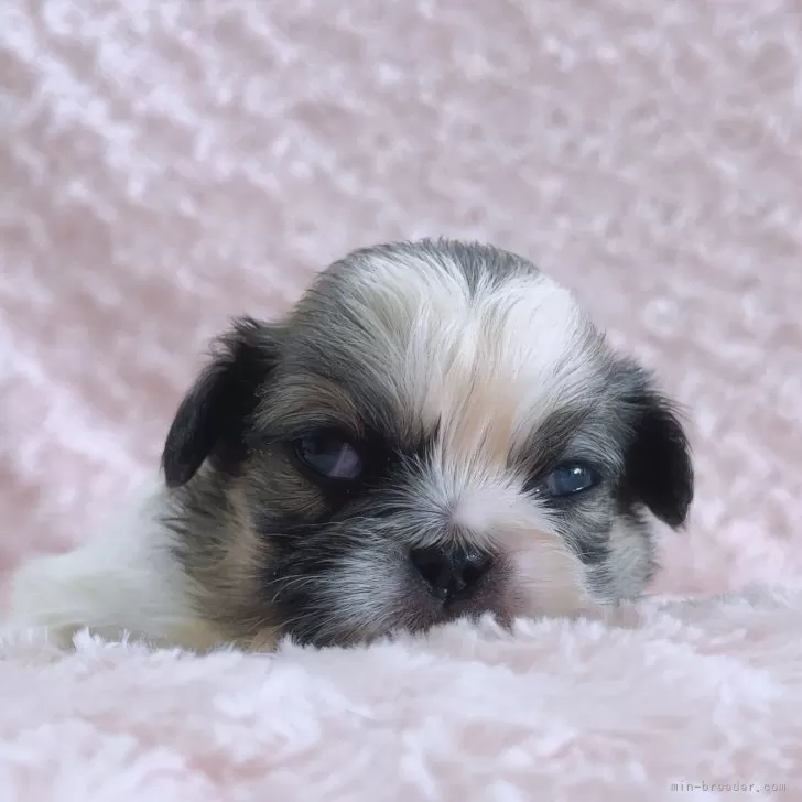 ペキニーズ【埼玉県・女の子・2025年10月30日・パーティーカラー】の写真1「眠すぎて目つきが悪いです😭」