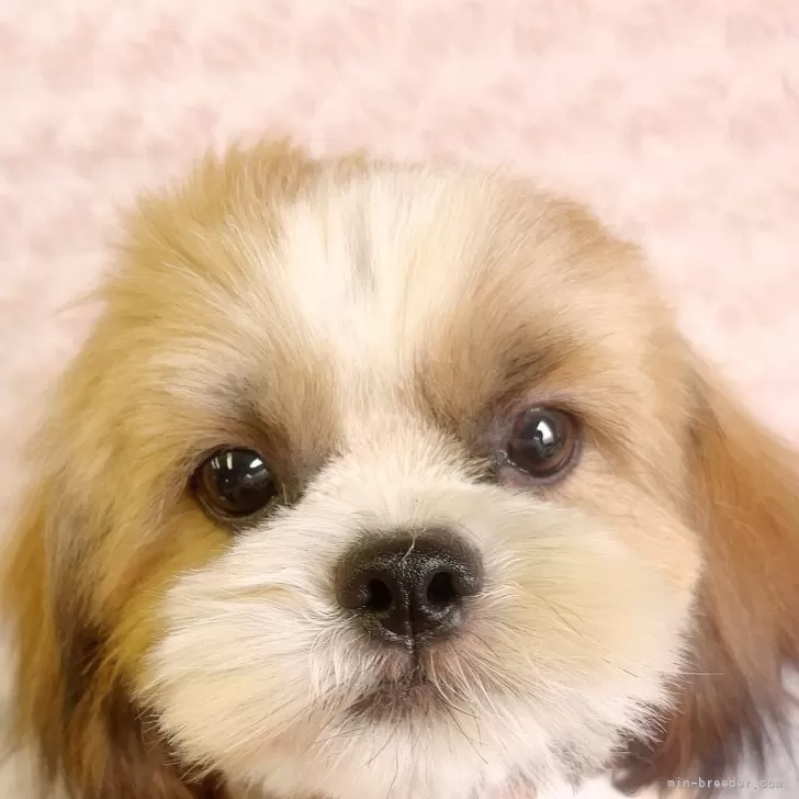 M.H 様のお迎えした子犬