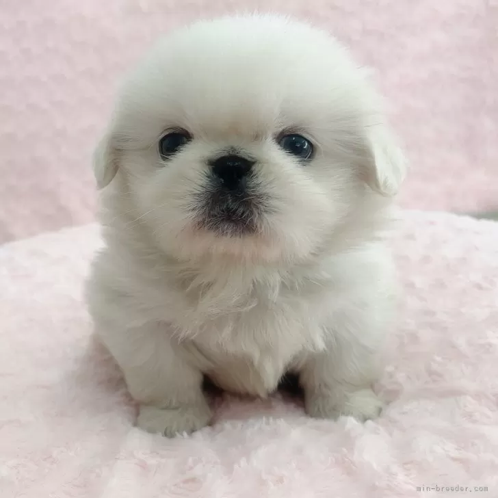S.H 様のお迎えした子犬