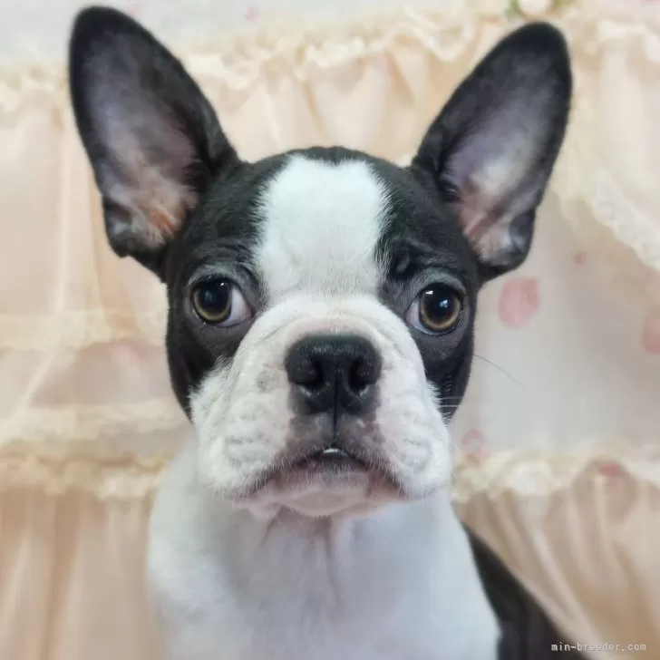 ボストンテリア【埼玉県・女の子・2025年6月7日・ボストンカラー】の写真1