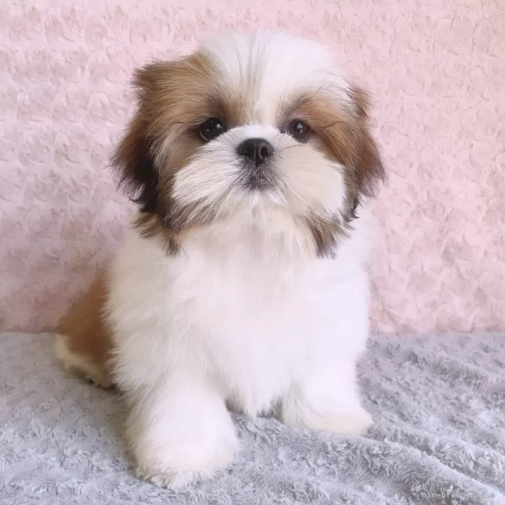 ID：2508-08480の子犬