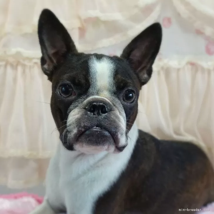 ボストンテリア【埼玉県・女の子・2024年12月15日・ボストンカラー】の写真1