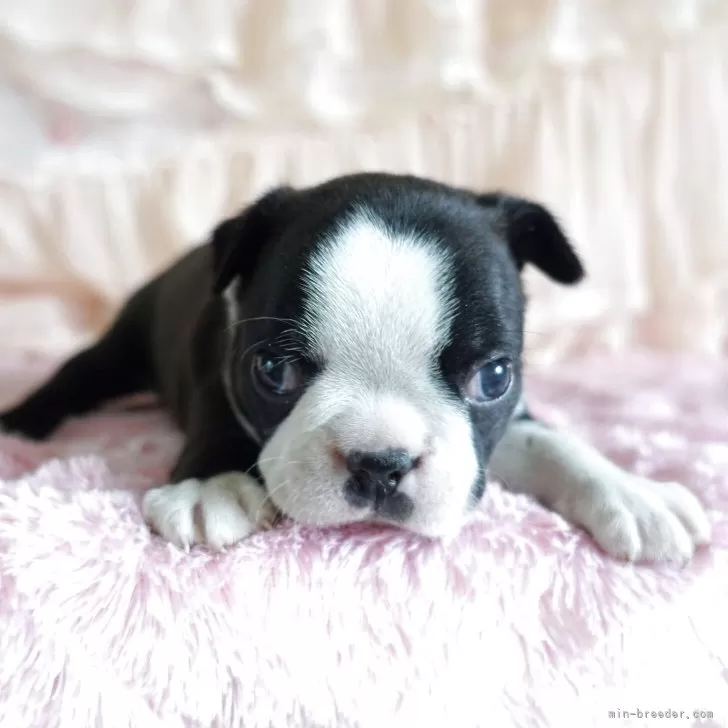 ID：2505-01359の子犬