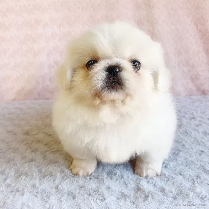 ID:2503-00739の子犬