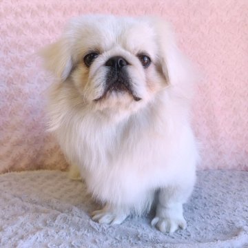 ペキニーズ【埼玉県・男の子・2025年2月9日・ホワイト&クリーム】の写真「かわいいボクです♡総額表示です。」