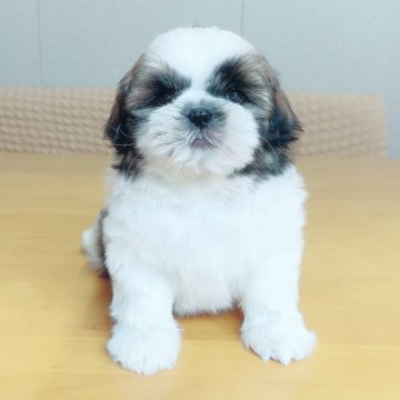 シーズー【埼玉県・男の子・2025年3月29日・ゴールド&ホワイト】の写真「四男くん♡」