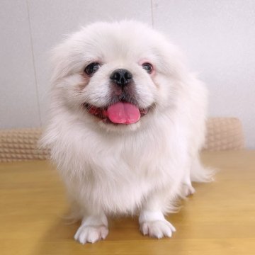 ペキニーズ【埼玉県・男の子・2024年10月6日・ホワイト&クリーム】の写真「優しいボクです♡総額表示です。」