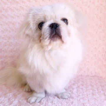ペキニーズ【埼玉県・男の子・2025年2月4日・ホワイト&クリーム】の写真「かわいいボクです♡総額表示です。」