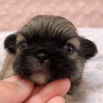 ペキニーズ【埼玉県・女の子・2026年3月12日・フォーン】の写真「かわいい次女ちゃん♡」