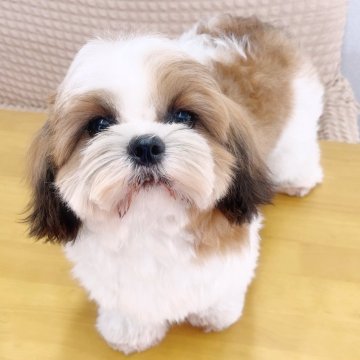 シーズー【埼玉県・男の子・2025年2月28日・ゴールド&ホワイト】の写真「長男くん♡総額表示です。」