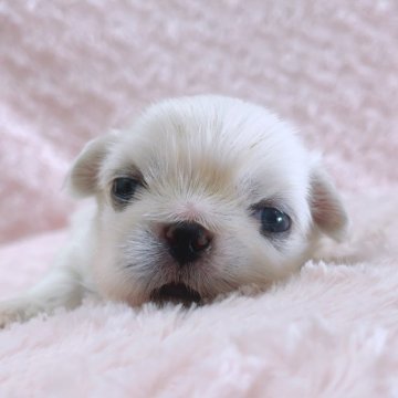 ペキニーズ【埼玉県・男の子・2025年10月30日・ホワイト&フォーン】の写真「三男くん♡」