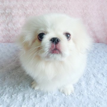 ペキニーズ【埼玉県・男の子・2025年2月4日・ホワイト&クリーム】の写真「かわいいボクです♡見学と同時にお迎えできます。」