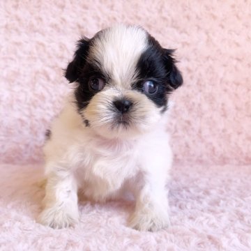 シーズー【埼玉県・男の子・2025年11月11日・ブラック&ホワイト】の写真「三男くん♡」
