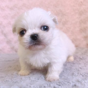 ペキニーズ【埼玉県・男の子・2025年10月30日・ホワイト&クリーム】の写真「次男くん♡」