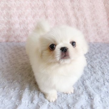 ペキニーズ【埼玉県・男の子・2025年2月4日・ホワイト&クリーム】の写真「かわいいボクです♡」