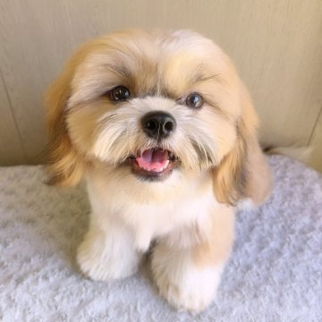 シーズー【埼玉県・男の子・2025年4月4日・ゴールド&ホワイト】の写真「次男くん♡総額表示です。」