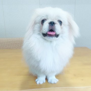 ペキニーズ【埼玉県・男の子・2024年9月8日・ホワイト&クリーム】の写真「にこにこかわいいボクです♡」