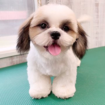 シーズー【埼玉県・男の子・2025年3月30日・ゴールド&ホワイト】の写真「長男くん♡総額表示です。」