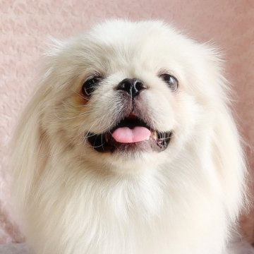 ペキニーズ【埼玉県・男の子・2024年9月8日・ホワイト&クリーム】の写真「にこにこかわいいボクです♡」