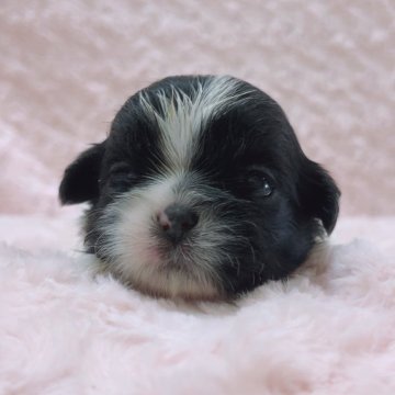 シーズー【埼玉県・女の子・2025年11月11日・ブラック&ホワイト】の写真「長女ちゃん♡」