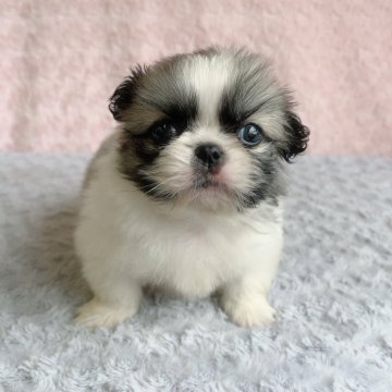 ペキニーズ【埼玉県・女の子・2025年2月4日・パーティーカラー】の写真「かわいいあたちです♡」