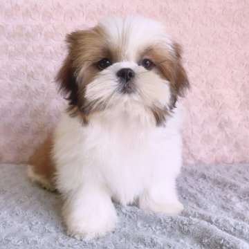 シーズー【埼玉県・女の子・2025年7月27日・ゴールド&ホワイト】の写真「次女ちゃん♡」