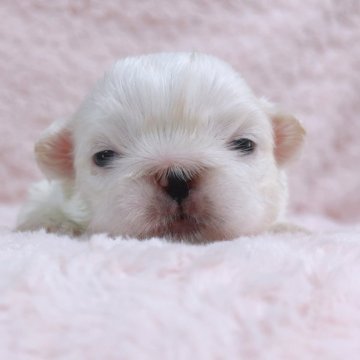 ペキニーズ【埼玉県・女の子・2025年10月20日・ホワイト&クリーム】の写真「次女ちゃん♡」