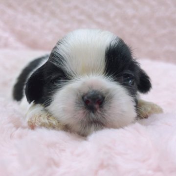 シーズー【埼玉県・男の子・2025年11月11日・ブラック&ホワイト】の写真「三男くん♡」