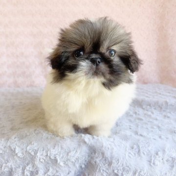特価商品  パーティーのペキニーズの子犬を探す｜ブリーダー直販の子犬販売 羊毛フェルト