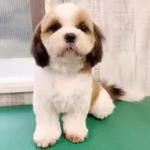 シーズー