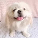 ペキニーズ