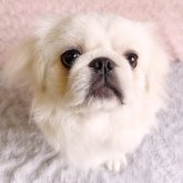 ペキニーズ