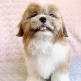 シーズー