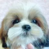 シーズー