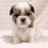 シーズー