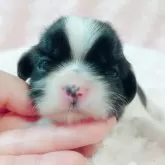 シーズー