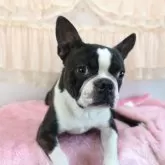 ボストンテリア