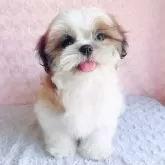 シーズー