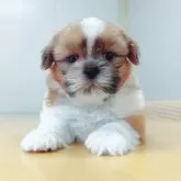 シーズー