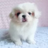 ペキニーズ