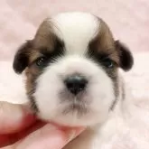 シーズー