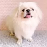 ペキニーズ