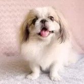 ペキニーズ
