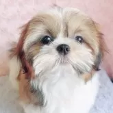 シーズー