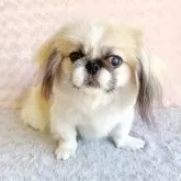 ペキニーズ